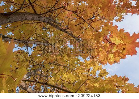 autumn landscape in the period of Golden autumn in the middle latitudes