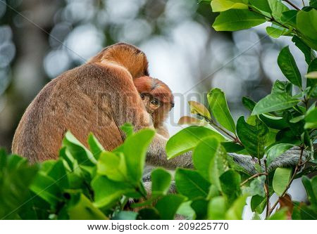 Proboscis Monkey Baby Sucks Its Mother's Breast Milk. Female Proboscis Monkey (nasalis Larvatus)  Wi