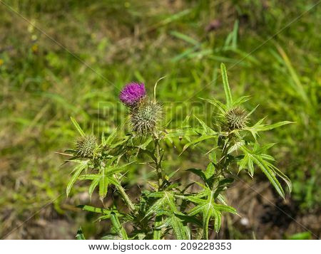 Blooming Thistle or Carduus flowers and buds on stem macro with bokeh background selective focus shallow DOF.
