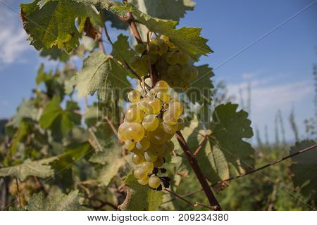 Detail of Handmade grape harvest in Georgian Vineyard. Wine concept Natural grapevine