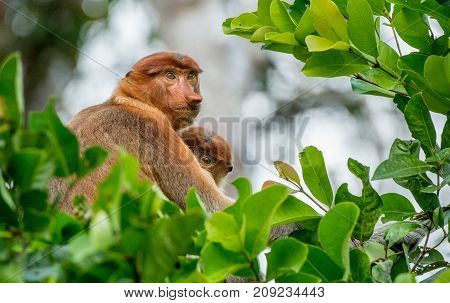 Proboscis Monkey Baby Sucks Its Mother's Breast Milk. Female Proboscis Monkey (nasalis Larvatus)  Wi