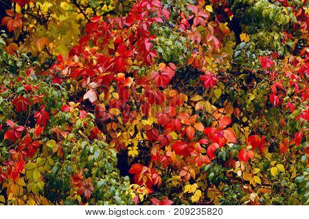colorful autumn paints leaves in juicy colors