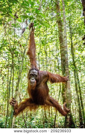 Young Male Of Bornean Orangutan On The Tree In A Natural Habitat. Bornean Orangutan (pongo  Pygmaeus