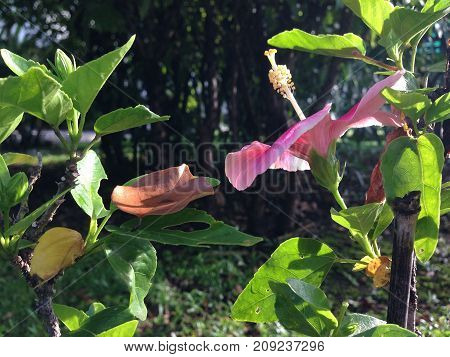 Pink Chaba Kaew hibiscus flower at home