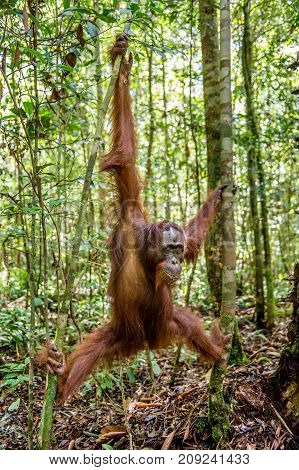 Young Male Of Bornean Orangutan On The Tree In A Natural Habitat. Bornean Orangutan (pongo  Pygmaeus
