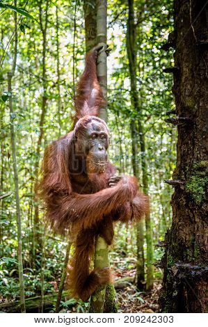 Young Male Of Bornean Orangutan On The Tree In A Natural Habitat. Bornean Orangutan (pongo  Pygmaeus