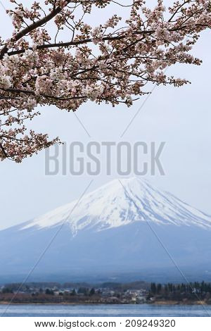 Cherry blossom with Mount fuji at Lake kawaguchiko background Sakura season in Japan.