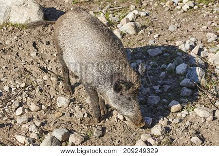 Female wild boar feeding on the ground. Animal background. Horizontal