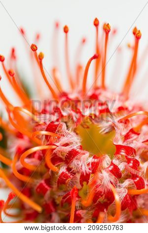 Red Leucospermum Nutans flower on white background.