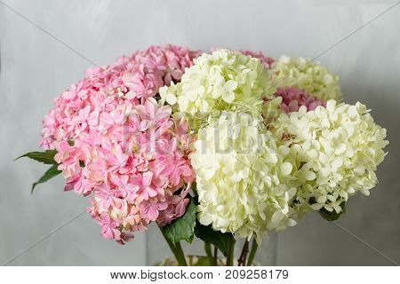hydrangeas in a glass vase. Hydrangeas produce larger mop heads made up of clusters of small flowers from Summer through Autumn