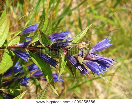 Mountain flowers of a willow gentian Gentiana asclepiadea