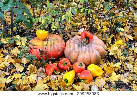 The harvest of pumpkin and pepper lies on the yellow leaves in the fall. The lemon and pepper are the most valuable agricultural crop. Their fruits are a unique and useful food product. They are consumed either as a garnish or as a raga.Plots are stewed f