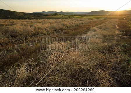 harvest cole on farmland with blue cloudy sunset sky