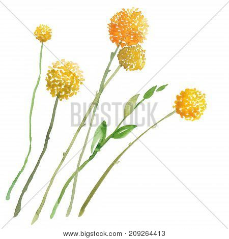 Hand painted sketch of craspedia, billy button flowers, watercolor illustration isolated on white background.