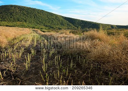 harvest cole on farmland with blue sky