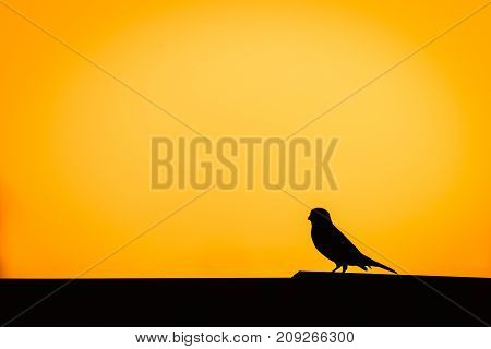 Little bird on the roof . Beautiful silhouette of Sparrow. Copy space