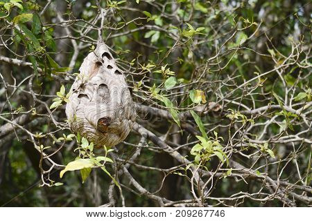 nomad red wasp nest on tree in the forest