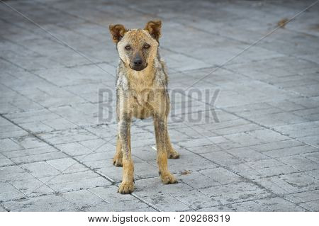 Cute stray dog recovered from ringworm standing on a pavement