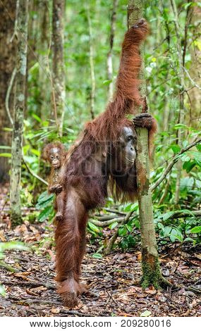 On A Mum`s Back. Baby Orangutan On Mother's Back In A Natural Habitat. Bornean Orangutan (pongo Pygm