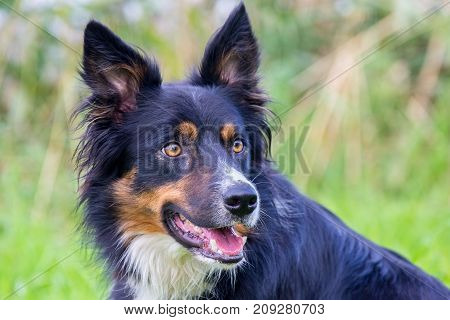 Portrait head of Colored border collie dog in nature