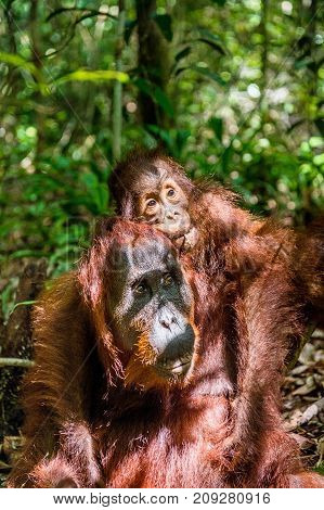 On A Mum`s Back. Baby Orangutan On Mother's Back In A Natural Habitat. Bornean Orangutan (pongo Pygm