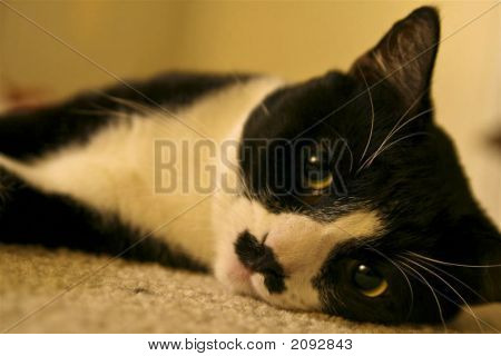 Gato no chão