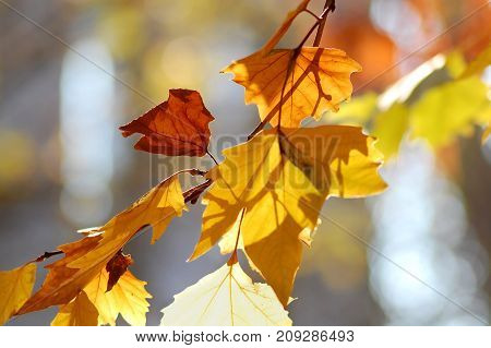 Golden Autumn Leaves Of Plane Tree And Fruits On Branches Of Tree At The Golden Hour. Beautiful Autu