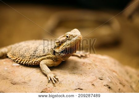 Picture of small flat-tailed desert horned lizard resting on rock
