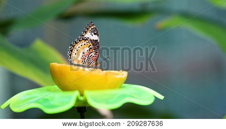 Picture of beautful colorful butterfly being peacefully on lemon