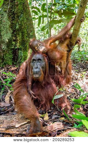 On A Mum`s Back. Baby Orangutan On Mother's Back In A Natural Habitat. Bornean Orangutan (pongo Pygm