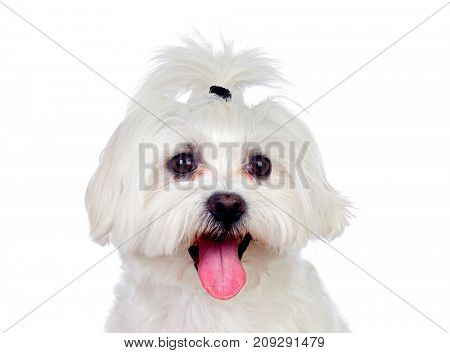Portratit of a white dog with a pigtail Maltese bichon