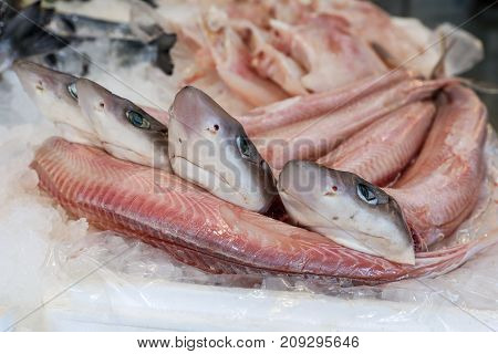 Galeus Or Mustelus Spp Sharks At The Greek Fish Market.