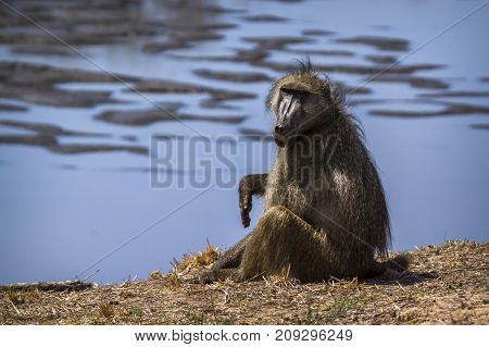 Chacma baboon in Kruger national park, South Africa ; Specie Papio ursinus family of Cercopithecidae