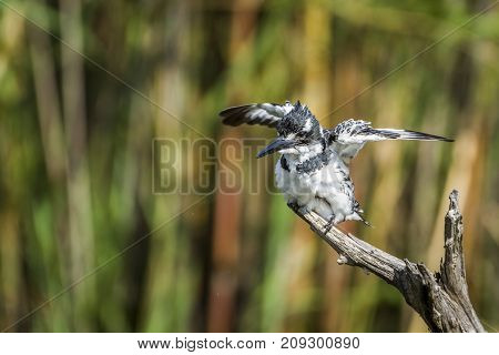 Pied kingfisher in Kruger national park, South Africa  Specie Ceryle rudis family of Alcedinidae