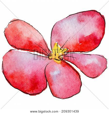 Wildflower begonia flower in a watercolor style isolated. Full name of the plant: begonia. Aquarelle wild flower for background, texture, wrapper pattern, frame or border.