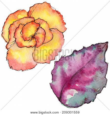 Wildflower begonia flower in a watercolor style isolated. Full name of the plant: begonia. Aquarelle wild flower for background, texture, wrapper pattern, frame or border.
