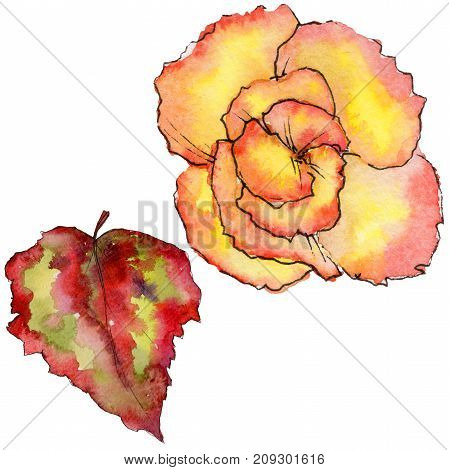 Wildflower begonia flower in a watercolor style isolated. Full name of the plant: begonia. Aquarelle wild flower for background, texture, wrapper pattern, frame or border.