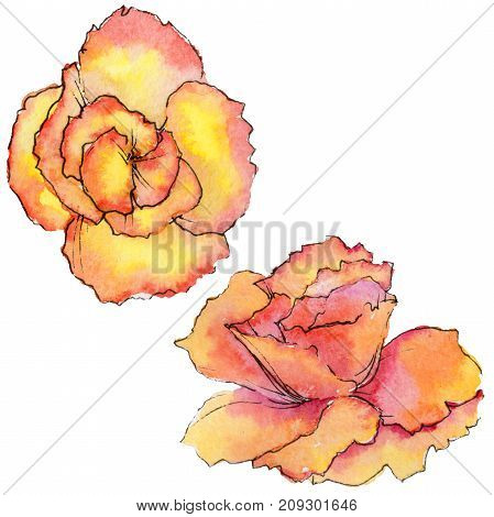 Wildflower begonia flower in a watercolor style isolated. Full name of the plant: begonia. Aquarelle wild flower for background, texture, wrapper pattern, frame or border.
