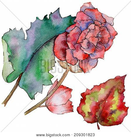 Wildflower begonia flower in a watercolor style isolated. Full name of the plant: begonia. Aquarelle wild flower for background, texture, wrapper pattern, frame or border.