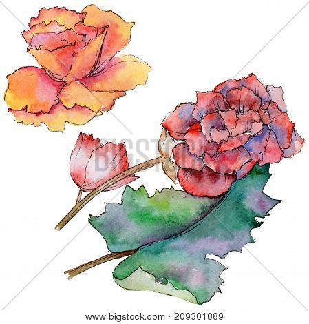 Wildflower begonia flower in a watercolor style isolated. Full name of the plant: begonia. Aquarelle wild flower for background, texture, wrapper pattern, frame or border.