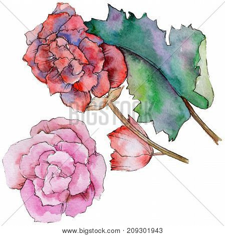 Wildflower begonia flower in a watercolor style isolated. Full name of the plant: begonia. Aquarelle wild flower for background, texture, wrapper pattern, frame or border.
