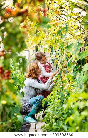Happy healthy senior woman with her grandaughter harvesting vegetables in greenhouse. Woman and a small girl gardening.