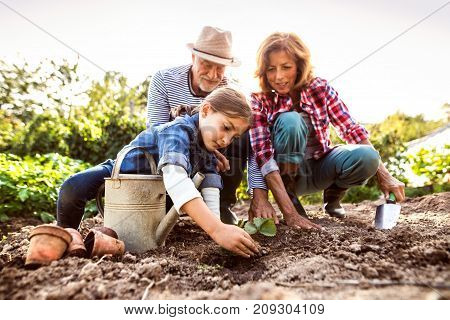Happy healthy senior couple with their grandaughter planting a seedling on allotment. Man, woman and a small girl gardening.