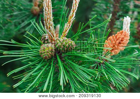 Young shoots of pine in early summer.