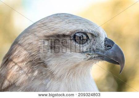 Eyes of a gray eagle close up. Malay, Philippines