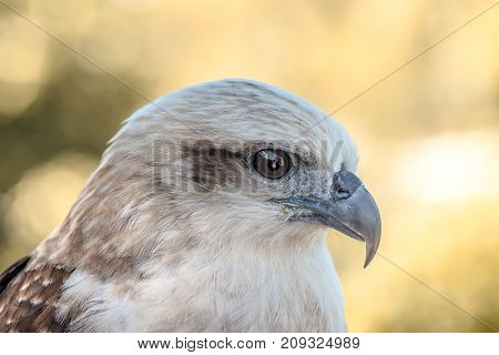 Eyes of a gray eagle close up. Malay, Philippines
