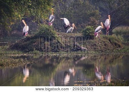 Pinted  Storks (mycteria Leucocephala) In Keoladeo Ghana National Park,  Bharatpur, Rajasthan, India