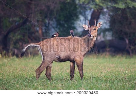 Male Nilgai (boselaphus Tragocamelus) With Brahmini Mynas Sitting On Him In Keoladeo National Park,