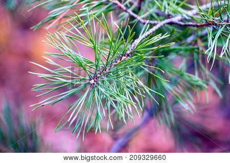 Coniferous spruce pine branch with pine needles on a natural background