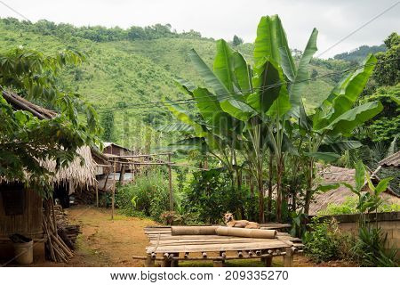 Visit to the nature in Chiang Rai Akha mountain village